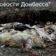 В Донецке обнаружен ужасающий могильник собак