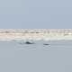 На востоке Крыма льды на море прижали к берегу 60 дельфинов (ФОТО)