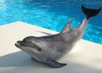 Возле Феодосии построят дельфинарий и аквапарк
