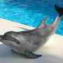 В Феодосии появится дельфинарий