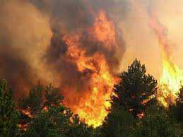 В Массандре горел лес: огонь тушили с вертолета