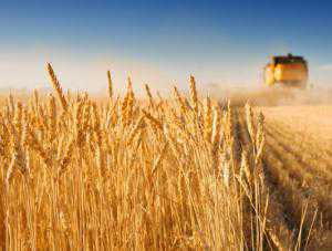 В Крыму намолотили более 300 тыс. тонн зерновых: урожай ниже прошлого года