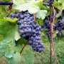 Пустующие земли Крыма засадят виноградниками