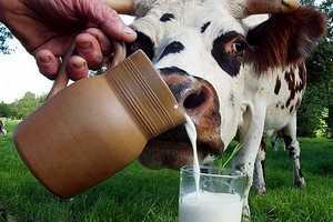 Совмин Крыма будет подороже покупать молоко у селян