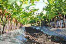 В Крыму планируют создать питомник по производству плодовых саженцев и винограда