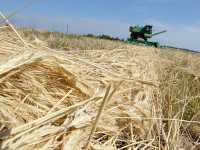 Аграрии Крыма убрали почти 90% площадей зерновых