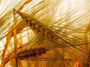 В Крыму намолотили почти 700 тонн ранних зерновых