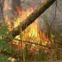 В Алуште горел лес