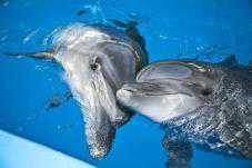 В Алуште желают построить дельфинарий