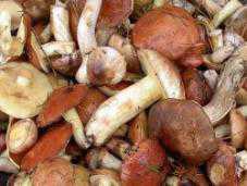 В Алуште киевляне отравились грибами
