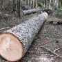В Бахчисарайском районе браконьер вырубил 60 деревьев