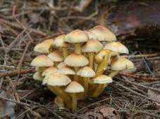 В Крыму 6 человек отравились грибами