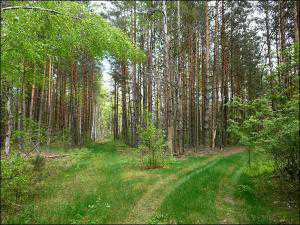 Раздольненскому лесоохотничьему хозяйству выделят 1800 гектаров