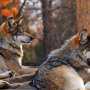 Главный охотовед Украины желает отстреливать волков на набережной Ялты