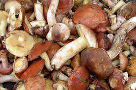 В Столице Крыма четверо человек отравились грибами