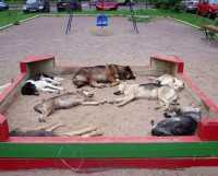 Международная организация пообещала с ноября начать стерилизацию бездомных собак в Севастополе