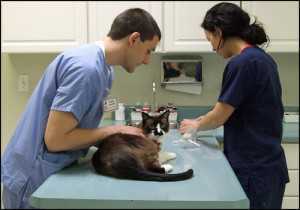 В Севастополе животных будут бесплатно стерилизовать иностранные ветеринары