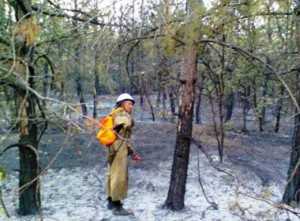 Под Севастополем сгорело 3 гектара леса