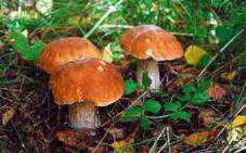 В Бахчисарае женщина отравилась грибами