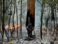 Лесной пожар возле Ялты локализовали