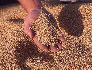 Министр АПК (АГРОПРОМЫШЛЕННЫЙ КОМПЛЕКС): Украина введет полный запрет на экспорт пшеницы