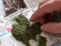 Милиция изъяла у двух селян в Крыму 12 кило марихуаны