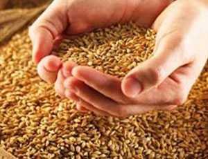 На Украине спорят о запрете экспорта пшеницы