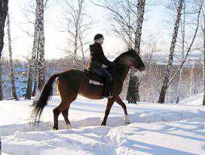 Туристам предлагают оседлать лошадей для зимних экскурсий по Крыму