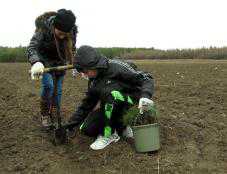 В Белогорском районе сегодня высадили 10 тыс. саженцев сосны