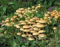 В Алуште четверо приезжих рабочих отравились грибами