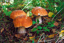 Четверо рабочих из Закарпатья отравились в Крыму грибами