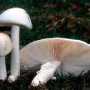 В Крыму четыре человека отравились грибами