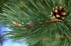 Цены на новогодние деревья в Крыму выросли на 5-7%