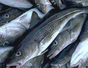 Стало известно, сколько стоит нарушающая закон торговля рыбой в Севастополе