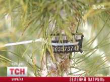Украинцев будут наказывать штрафом за елки без чипов