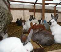 Жителям сел возле Судака предложат заняться разведением кроликов