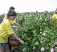 «Крымской розе» вернули отобранные сельсоветом 244 га земли