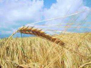 Погода не даст крымчанам рекордного урожая зерновых. Осадки опоздали на 1,5 месяца