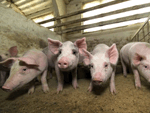 В Первомайском районе полторы сотни свиней стали жертвами пожара