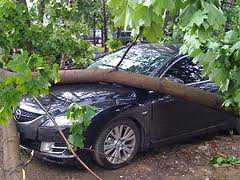 В Феодосии ветер завалил дороги деревьями