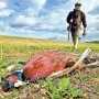 На арабских охотников, уничтожающих редких крымских птиц, пожаловались Азарову
