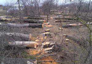 В районе посёлка Укромное под Симферополем вырубают лес