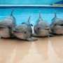В этом году в Алуште откроют два дельфинария