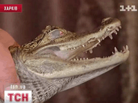 Крымчанин перевозил метрового крокодила в спортивной сумке