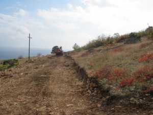 Уничтоженные краснокнижные растения в Мертвой долине оценили в 22 тысячи гривен