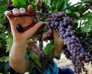 Аграрии Крыма запланировали собрать 210 тыс. тонн фруктов и винограда