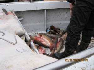 Под Керчью задержали браконьеров с тысячами килограмм рыбы