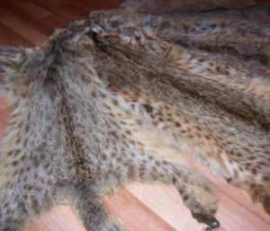 Защитники животных обвинили магазин в Симферополе в торговле шкурками кошек