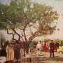 Старейшее дерево Севастополя дышит на ладан