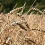 В Крыму начали сеять ранние зерновые культуры